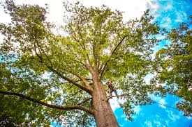 Best Tree Mulching  in Vaeboro, NC