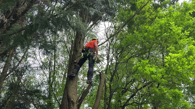 How Our Tree Care Process Works  in  Vanceboro, NC