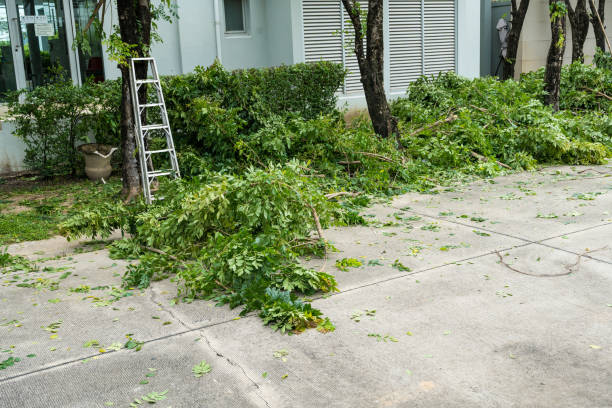 Best Tree Removal  in Vaeboro, NC